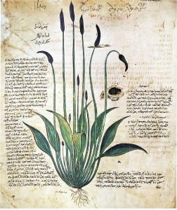 Un laboratorio d’eccellenza per docenti: l’Erbario Centrale Italiano