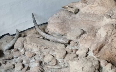 Visita al Museo di Casal dei Pazzi