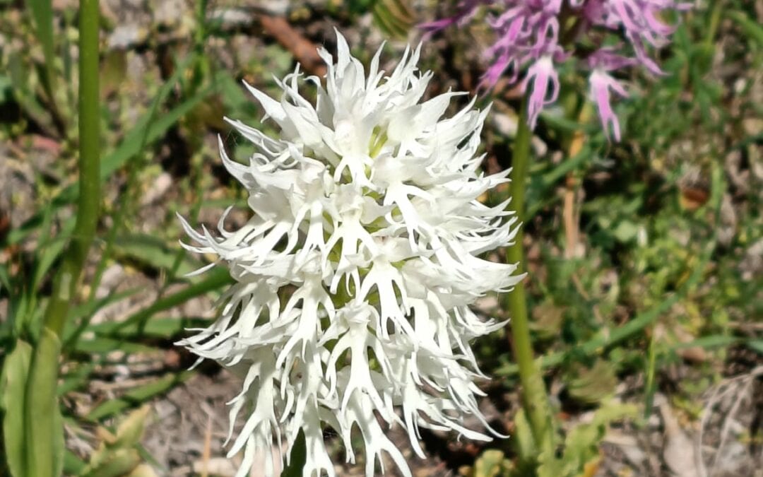 Insieme in Alta Sabina: tra orchidee, geologia e convivialità