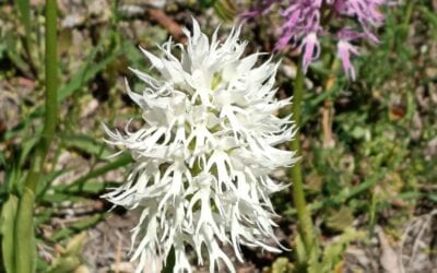 Insieme in Alta Sabina: tra orchidee, geologia e convivialità