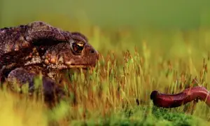 Concorso Fotografico “Occhio alla Natura!”  I° Edizione Sezione  Anisn- Lazio