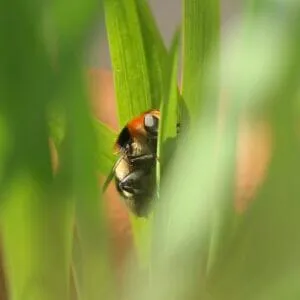 2° classificato 2020 | Rosanna Coen | “Non voglio farmi vedere”