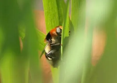 2° classificato 2020 | Rosanna Coen | “Non voglio farmi vedere”