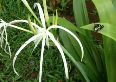 3° classificato 2020 | Jibril Mahmoud | “la bella e la bestia”