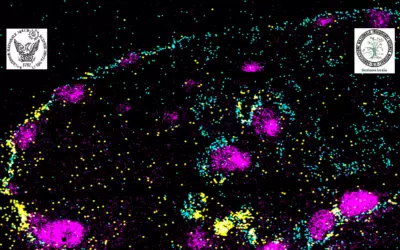 RICONOSCERE L’IDENTITA’ E LE INTERAZIONI DELLE CELLULE NEI TESSSUTI