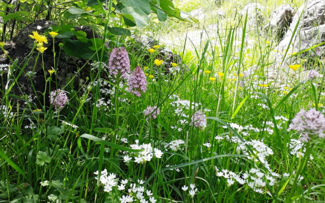 Giornata sull’Educazione Scientifica   –   I edizione:                                La biodiversità